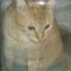 The Scary Jokes - I Found A Dead Bird