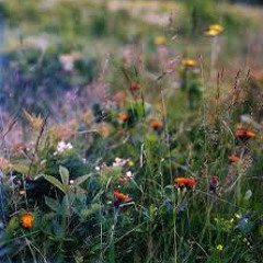 Meadow - Demo Track