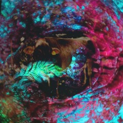 Tajemnica nawoływacza krów (herding call mystery)