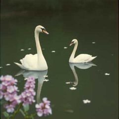 White swan #13