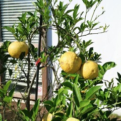 J.S Bach - Gottes Zeit ist die allerbeste Zeit, BWV 106