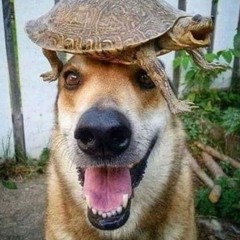 turtle.stuff.mp3