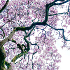 Youre my Cherry Blossom [YMCB40] - Jolino