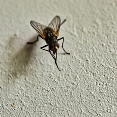 Fly On The Wall