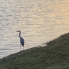 Wyaquad - I Kno You Like Seeing The Swag (kxngsxl)