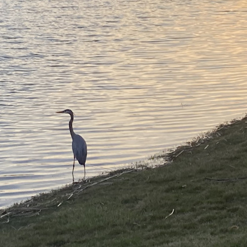 Wyaquad - I Kno You Like Seeing The Swag (kxngsxl)