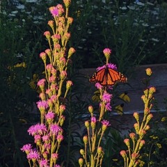 but right now (butterfly master chain)