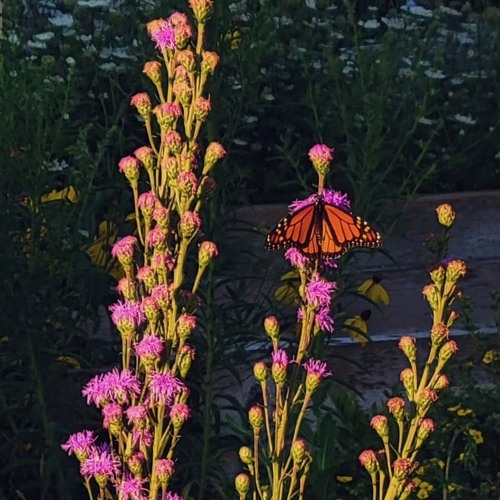 but right now (butterfly master chain)