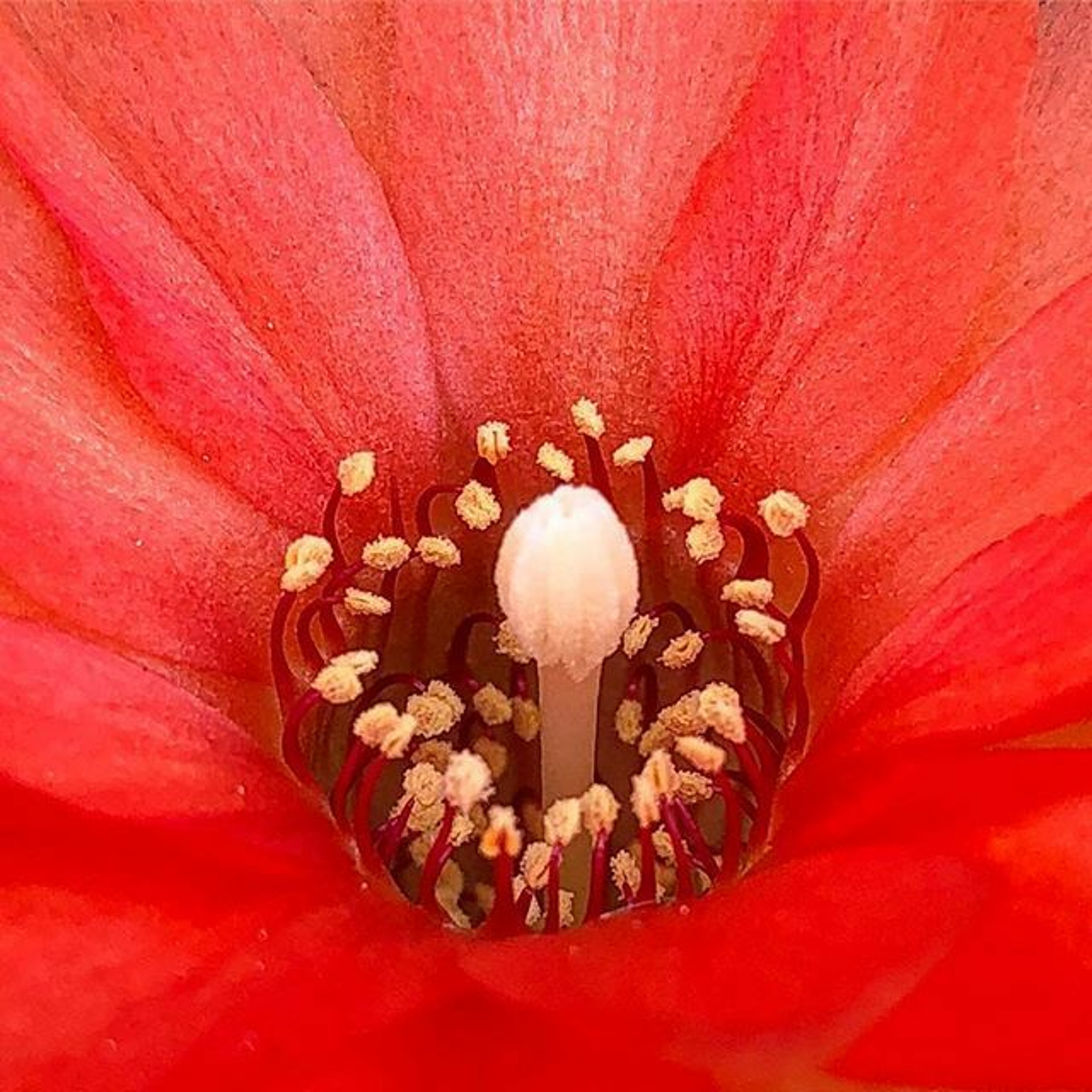 cover of episode We Are Origin-Flowers