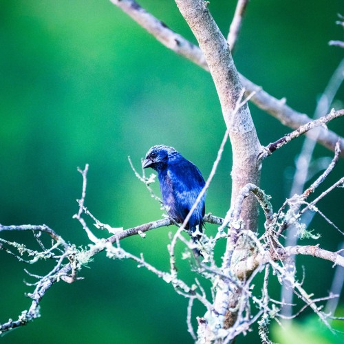 Sad Type Beat Blue Bird Mp3 By M30beat