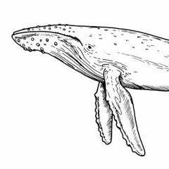 STS349Sauce - Assignment 7 - Whale Song- Jose Contreras