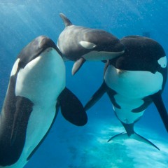 orcas!!!!! (@sl4yyer)