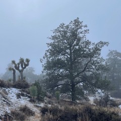 Cold Rain And Wind Through Rocks And A Pinyon Pine Tree