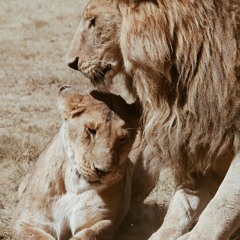 Cheering for the Lions