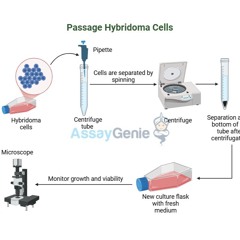 Passaging Hybridoma Cells_ A Detailed Guide