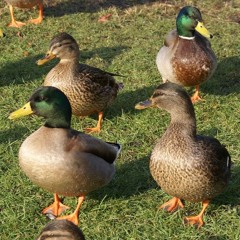 Foursquare Ducks