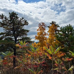 Lifecycle - Part 1 of the Life Cycles Meditative Soundscapes Series