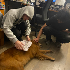 @bonxpf - icicle (db808) [meeko.com exclusive 🎾]