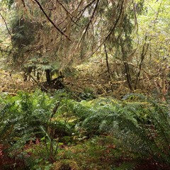 Heavy Rain on Vine Maples and Dense Underbrush