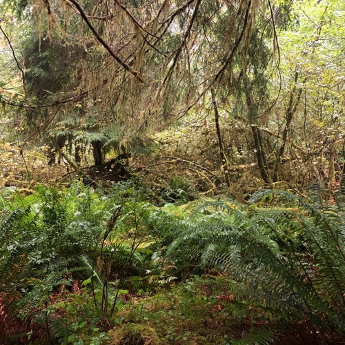 Heavy Rain on Vine Maples and Dense Underbrush