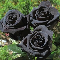 black roses make me happy