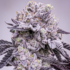 Sia ft. Damian Marley - You Tasted Like Every Goodbye I Should've Said Sooner