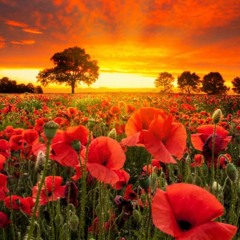 Celtic Heartbeat -The Green Fields Of France Mix 1 Logic Mastered