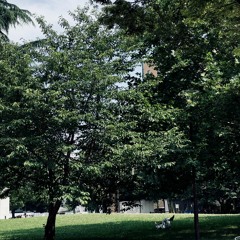 아침이슬