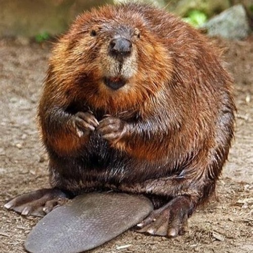 Stream MILANIA'S BIG BROWN BEAVER by DJ 3RD WORLD STAR Listen online