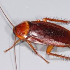 073025 - roach
