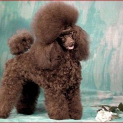 Knotted Yo-yo by This Project