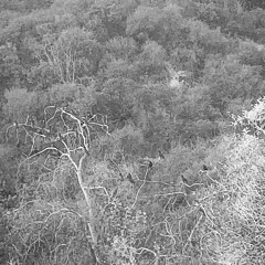 battlefield (prod. pinkpuddle)