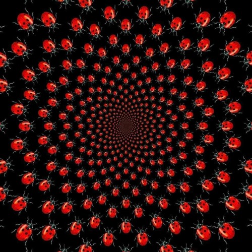 Moog Conspiracy @ Late Night Lady Bug ( DK, Copenhagen ) 12.09.2020