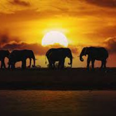 THREE TRACK Afro house  EP 2026 Zambari Records