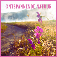 Anti-stress muziek