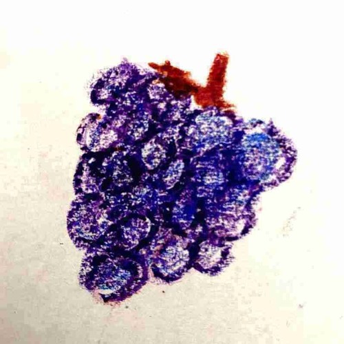 lucra400 picking datafruits (august 2024)