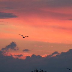 خذني يا طير الشوق - وليد الشامي & اصايل | Tair El Shouq - Waleed Al Shami & Asayel