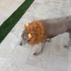 LNXXNL Presents Halloween 2025 - Full Live Set From Klein Mansion