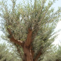 Olive