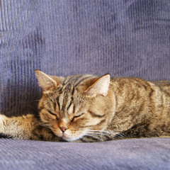 Harmonies Lull Furry Dreams