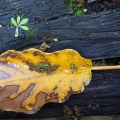 AUTUMN BREATH AND REFLECTION