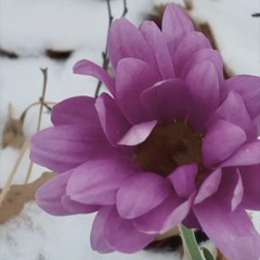 lilac (sped up)