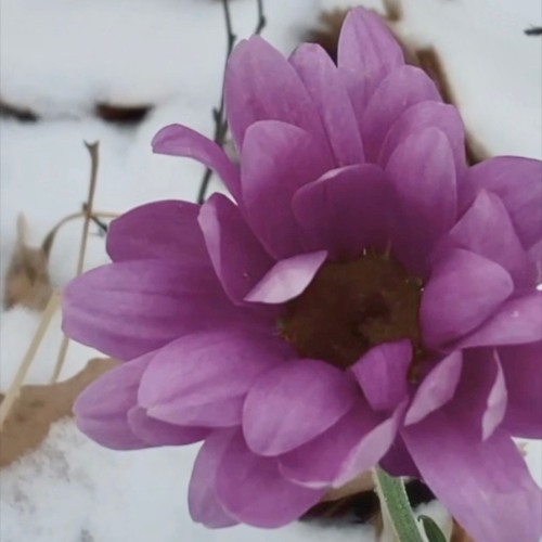 lilac (sped up)