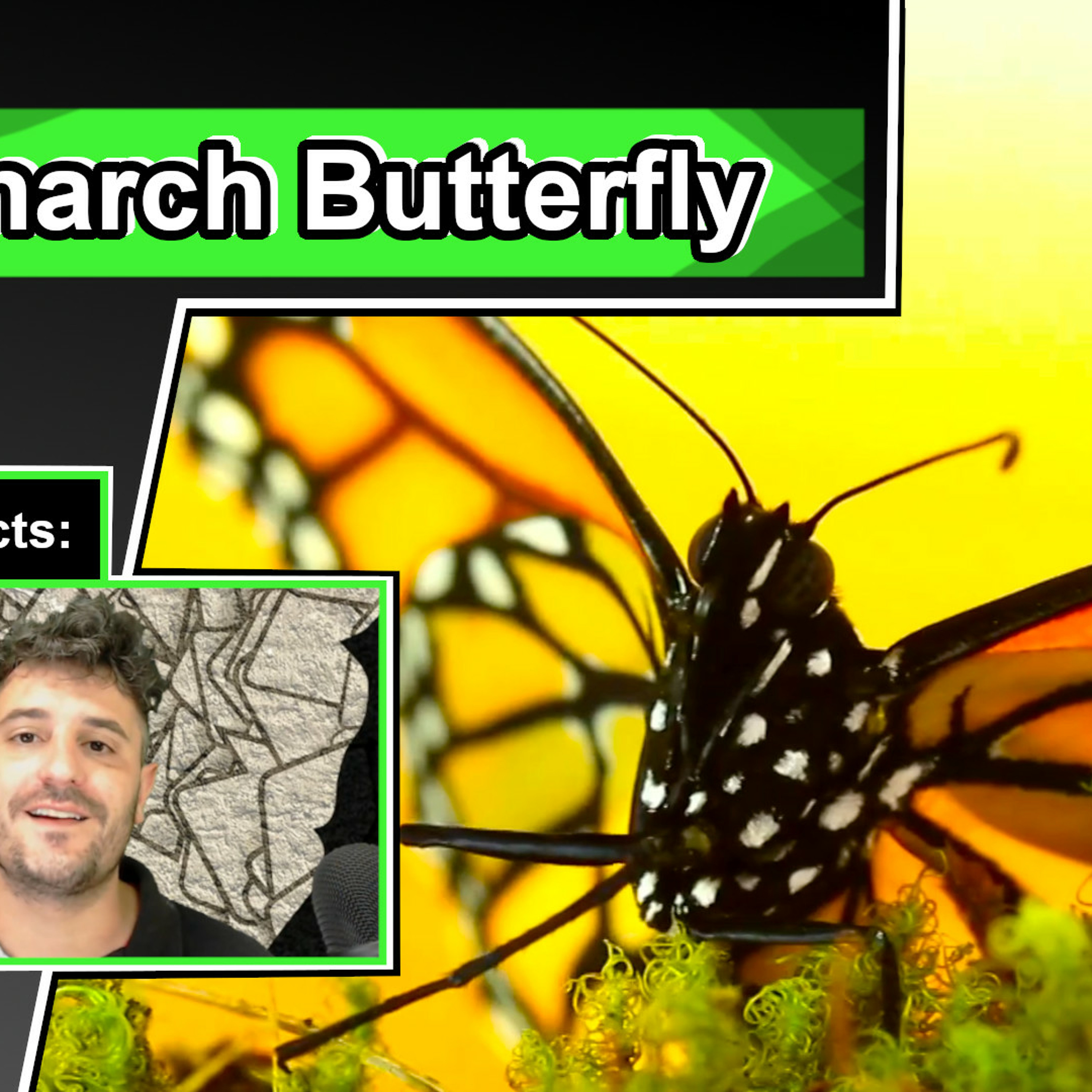 Monarch Butterfly Facts | Monarchy Butterfly Migration explained Monarch Butterfly Facts | Monarchy Butterfly Migration explained