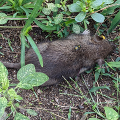 One Hurt Rat