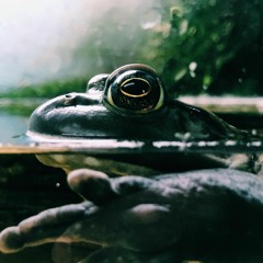 1.봄개구리