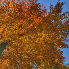 Deep & Progressive House Herbst 2024 Edition