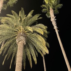 🌴🏆