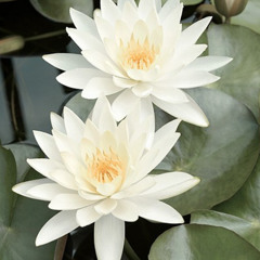 White Lotus