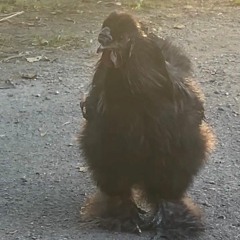 Patch 1: "Chicken Bull"